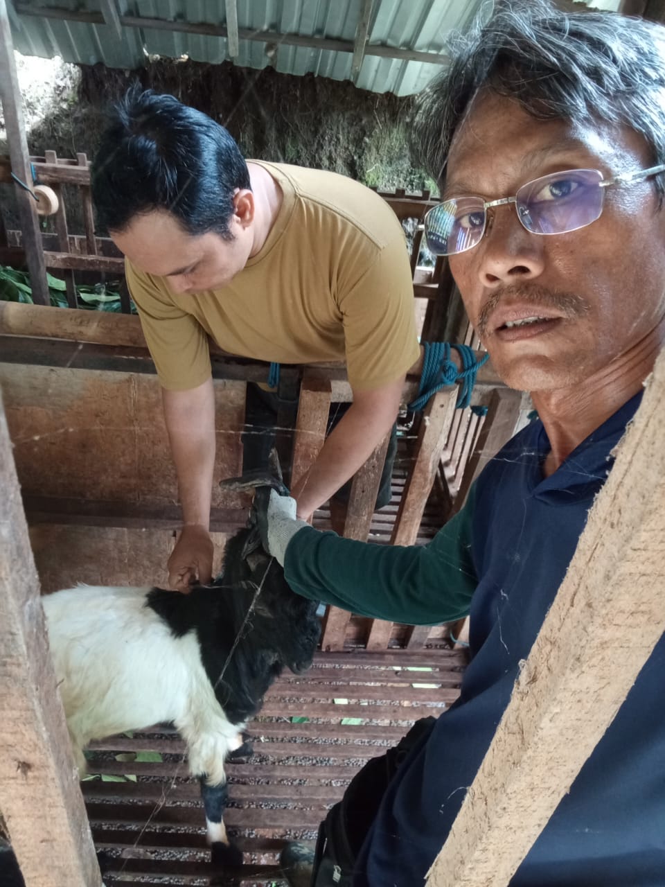 Vaksinasi hewan ternak Langse Farm Bali